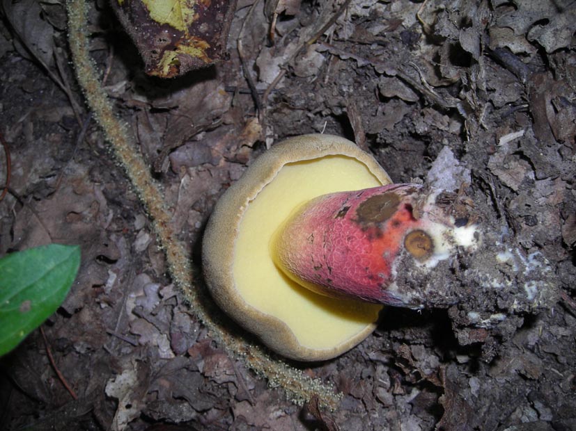 Boletus satanas?